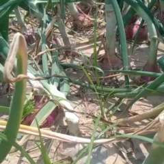 惠民清河镇翟刘村洋葱大量上市中