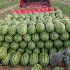 陕西金城五号西瓜基地，陕西西瓜价格