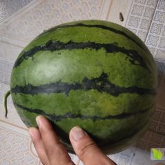 河北永年西瓜大量上市，有要西瓜的联系