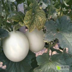 甜瓜玉姑大量上市。价格便宜