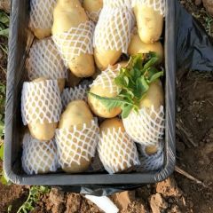 山东平阴二模棚土豆大量供应