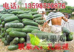 供应黑皮冬瓜，菜冬瓜