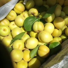 唐山特产银香白杏正式上市了