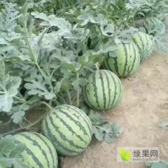 8424，美都西瓜大量上市