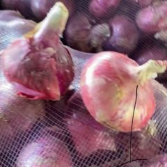 沂南县洋葱大量上市