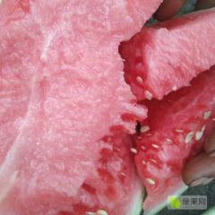 河南尉氏陆地，露天美都西瓜