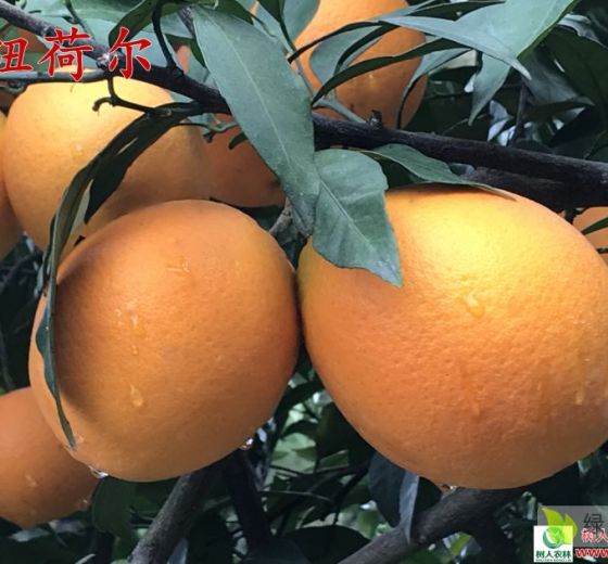 2020年湖南武陵纽荷尔脐橙价格