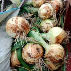 山东郯城黄皮洋葱