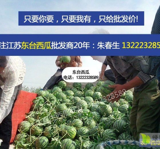 8424西瓜价格
