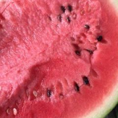 供应盘山凌海大棚甜王 新地 康庄 8428西瓜