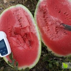 甘肃旱砂田硒砂瓜