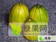 辽宁凌海陆地香瓜 京密 花美人甜瓜 大量上市