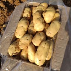 荷兰十五，净地货按要求选装