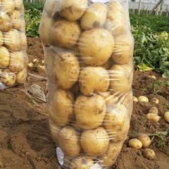河北昌黎优质土豆大量供应