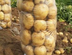 河北昌黎优质土豆大量供应