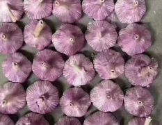 金乡大蒜最大的种植区，质量最好的产地