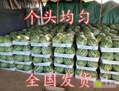 湖南省君山区精品麒麟西瓜，包红包甜！
