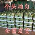 湖南省君山區精品麒麟西瓜，包紅包甜！