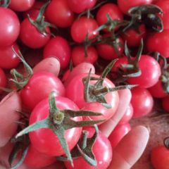 一级圣女果小柿子贝贝，六号