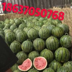 黑子大红壤的京欣西瓜