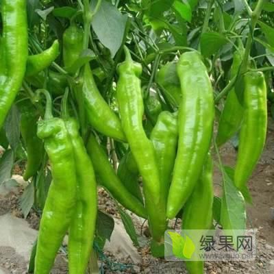 2020年陕西定边金牛角价格