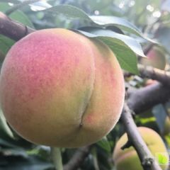 麻阳东鲁高山黄桃