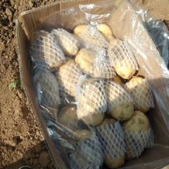 出售优质荷兰土豆