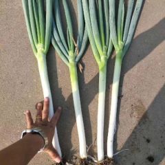 平度铁杆大葱即将上市