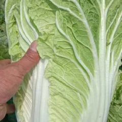 常年大量供应大白菜。