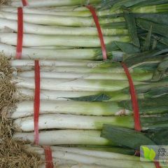 常年供应长白、铁杆大葱 现货直销