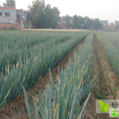 自家种植7亩大葱，寻采购商销售