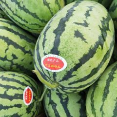 开封秦虹208西瓜、金城五号产地批发价格行情走势