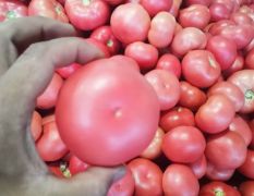 硬粉西红柿，产地直销。专供超市，全国招商！