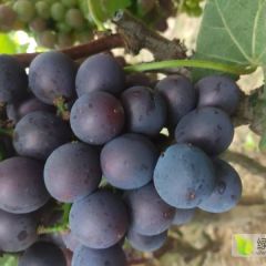 柏乡县耿家庄村葡萄