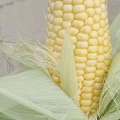 湖北甜玉米基地供货，诚信代办