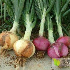 大量现货黄皮洋葱上市 地里现挖