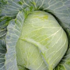 大量现货扁包甘蓝 价格优惠