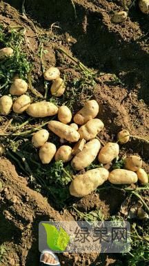 平度荷兰十五二工棚土豆即将大量上市