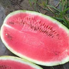 河南扶沟冠龙西瓜质优价廉