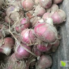 洋葱大量出售，质量很好
