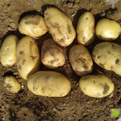 胶州市苑戈庄，宋戈庄周边是胶州荷兰十五