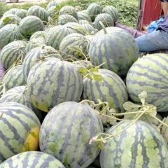 河南周口太康精品美都大量上市中