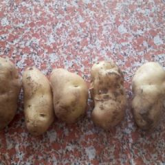 今天土豆，价格还好8毛多三两以上