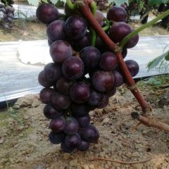 山东省平邑县武台镇南武沟村藤稔葡萄种植基地