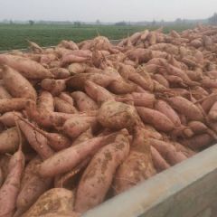 我处于位河南开封实力代办多年瓜果蔬菜