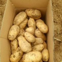 大量荷兰十五出货