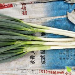 特价销售优质铁杆大葱