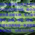 开封西瓜大量上市，热忱欢迎您的光临！