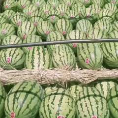 甘肃硒砂西瓜大量上市