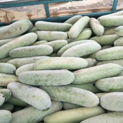 棒冬瓜量大便宜